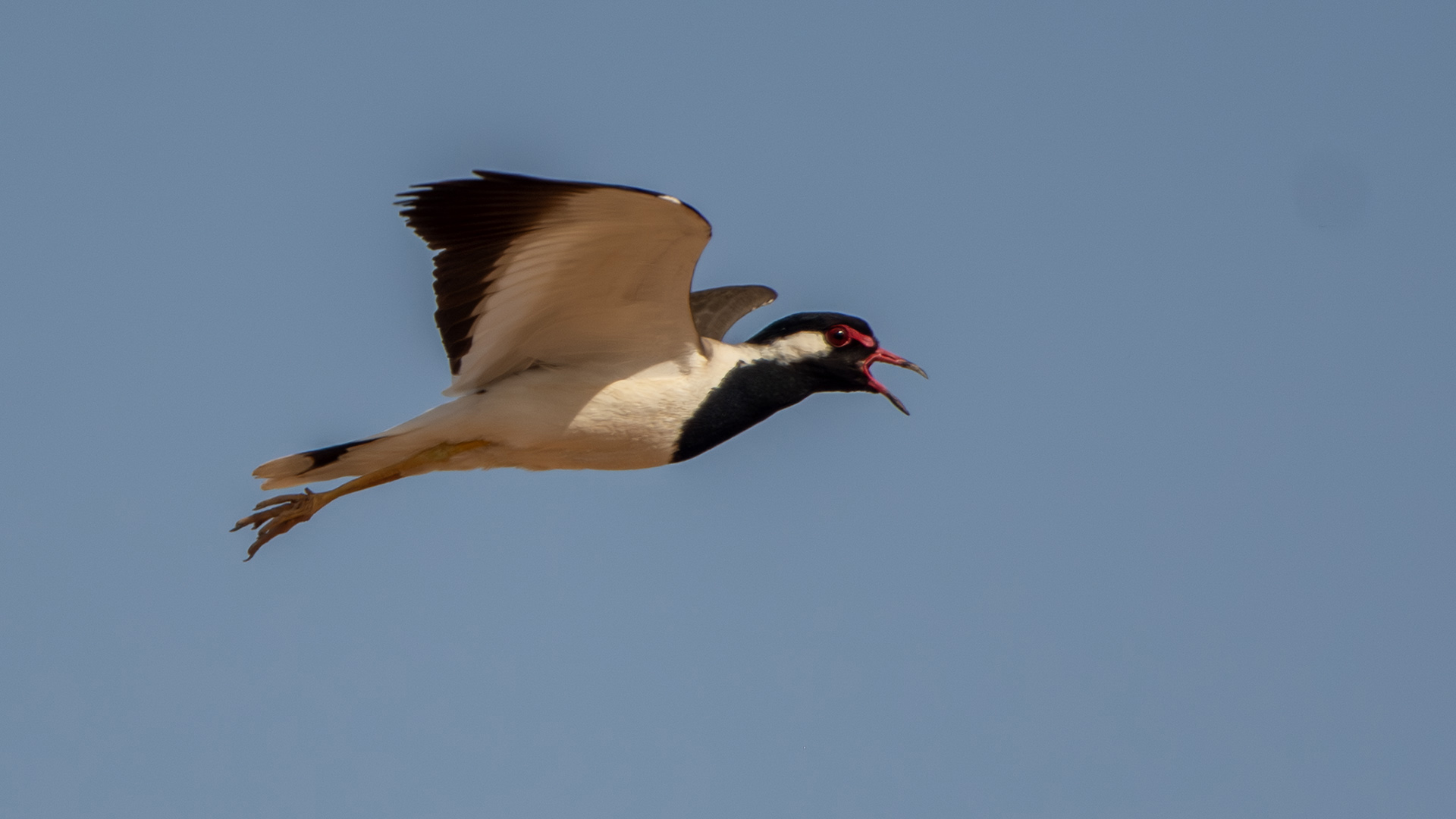 Red-wattled Lapwing